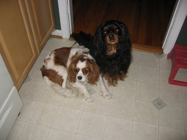 Dogs at Marks House 01.jpg